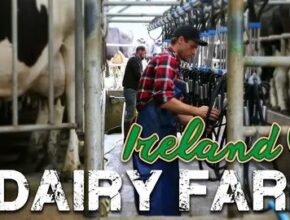 Farm Jobs in Ireland