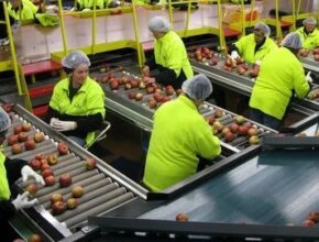 Ireland Fruit Packing Jobs