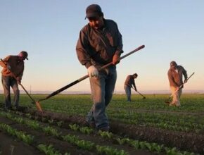 Farm Jobs in the USA