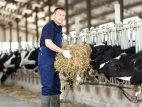 Australia Dairy Farm Jobs
