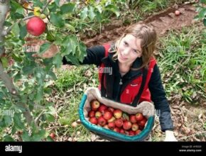 Ireland Fruit Picking Jobs