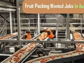  Australia Fruit Packing Jobs 